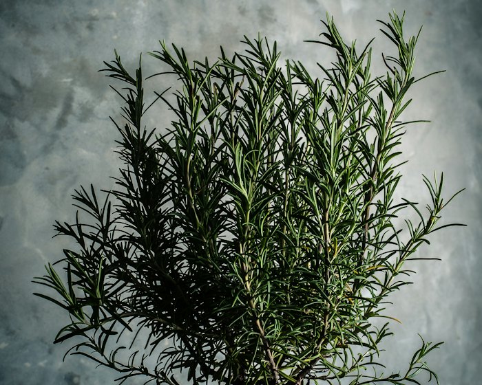 Herbes & aromates